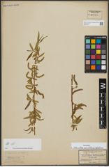 Foto von Salix alba subsp. vitellina (L.) Arcang. x Salix babylonica L.